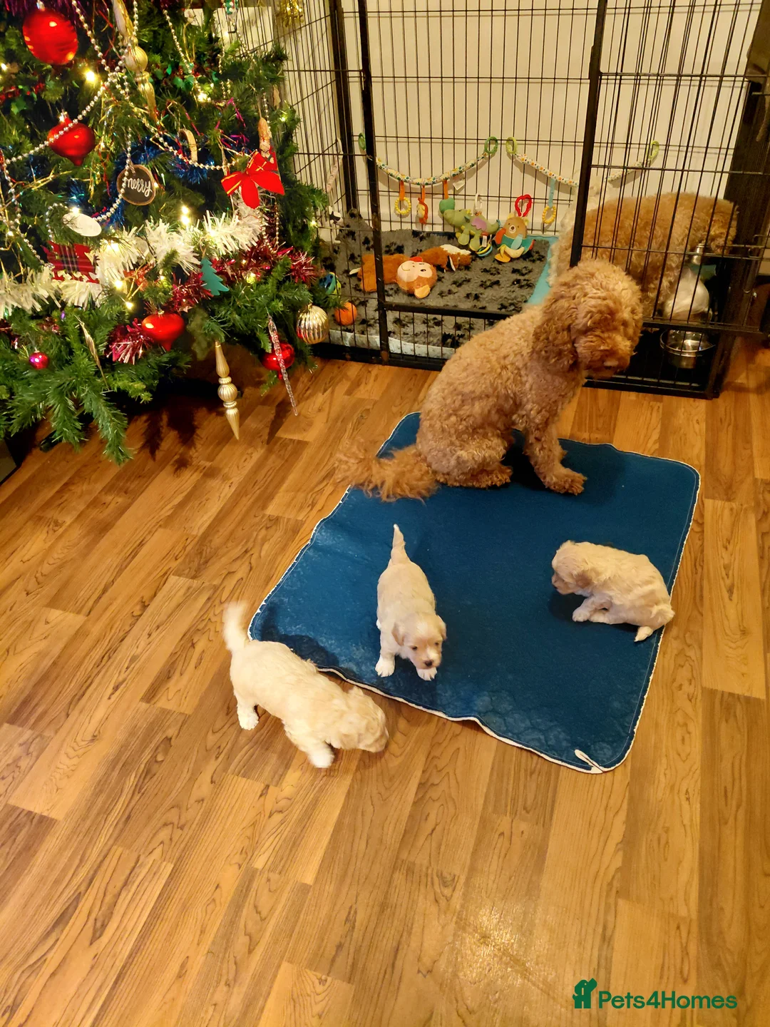 Maltipoo dogs for sale: Only 1 fully vaccinated Maltipoo pup left. - Advert 11