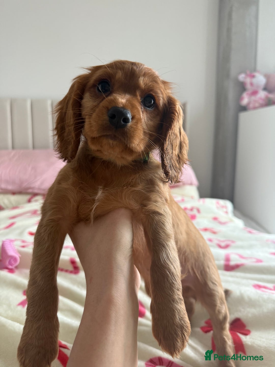Cockalier dogs for sale: Cockalier puppies ready on the 8th October - Image 11