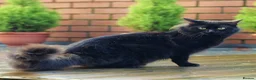 Turkish Angora cats for sale: Playful Kittens for Loving Homes - Advert 31