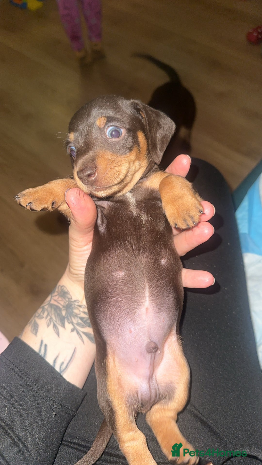 Dachshund dogs for sale: Perfect home  - Advert 5