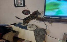 Bengal cats for sale: Bengal cross Savannah  - Image 2