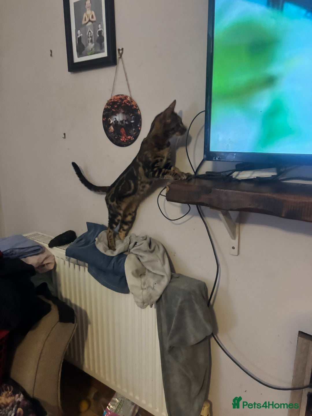 Bengal cats for sale: Bengal cross Savannah  - Image 2