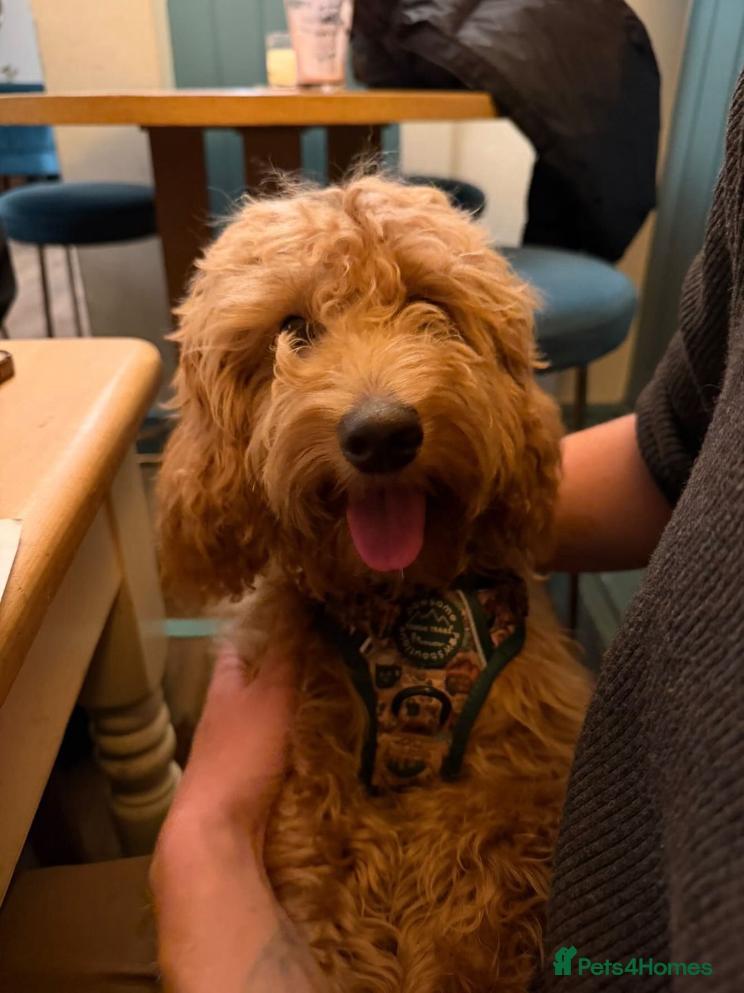 Cockapoo dogs for sale: 🐾 Beautiful F1 Tanned Cockapoo Puppy 🐾  - Advert 1