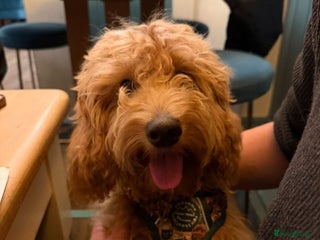 Cockapoo dogs 🐾 Beautiful F1 Tanned Cockapoo Puppy 🐾 - Advert 11