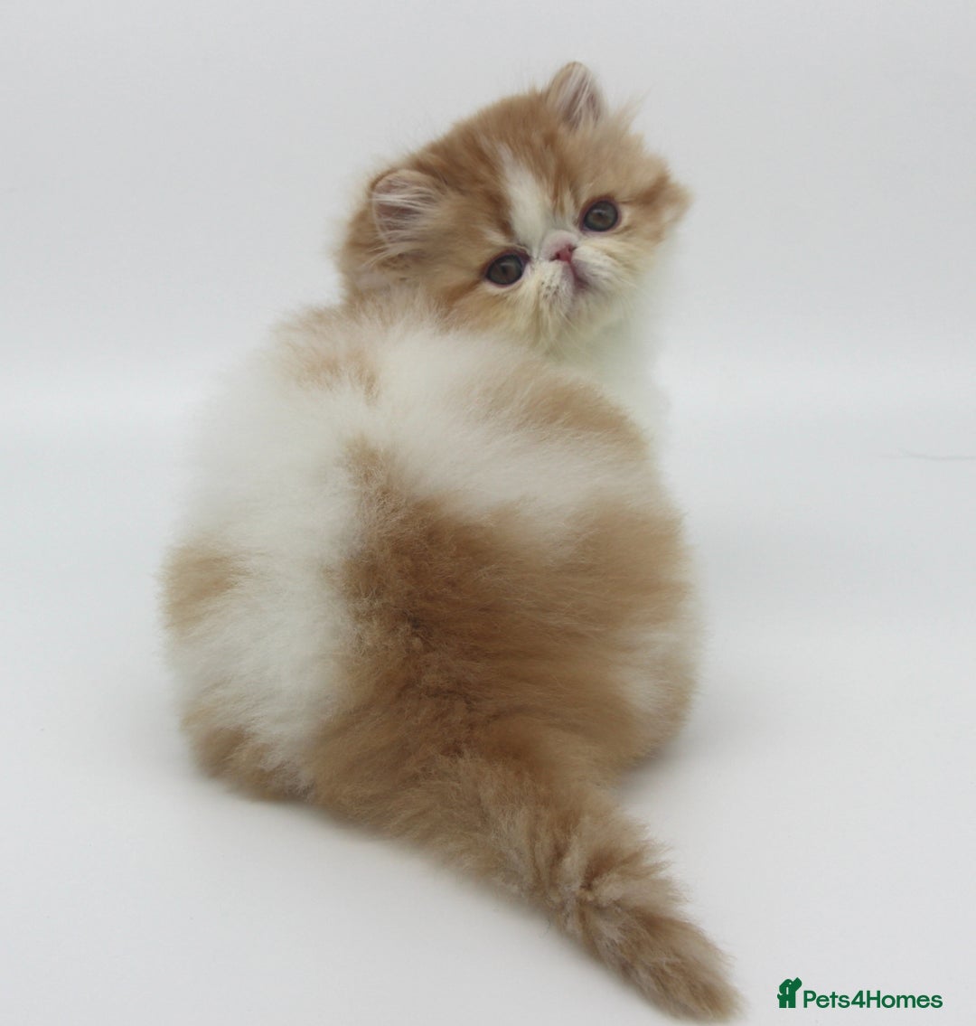 Exotic cats for sale: Quality TICA Reg Exotic & Persian Kittens - Advert 10