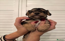 Mixed Breed dogs for sale: Adorable jackacavapoo puppies only 2 left  - Image 17