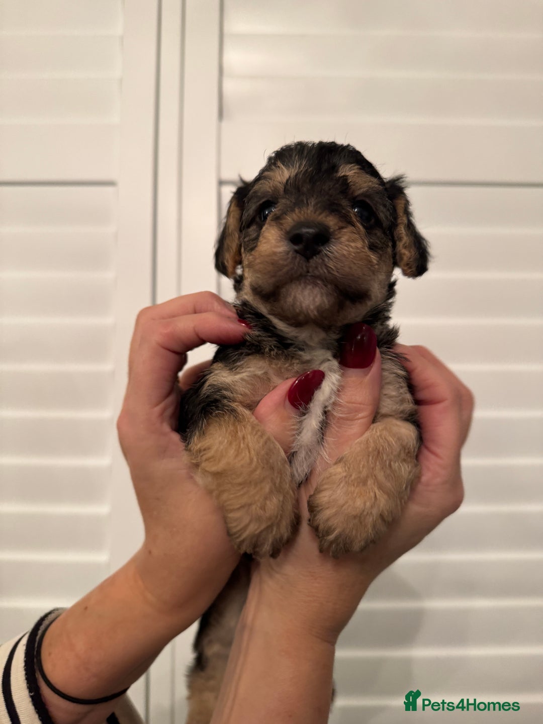 Mixed Breed dogs for sale: Adorable jackacavapoo puppies only 2 left  - Image 17
