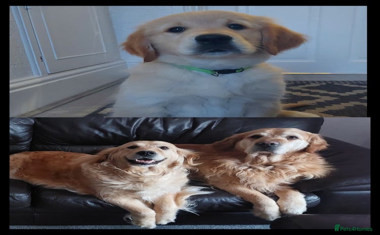 Golden Retriever dogs in Scunthorpe - Advert 3