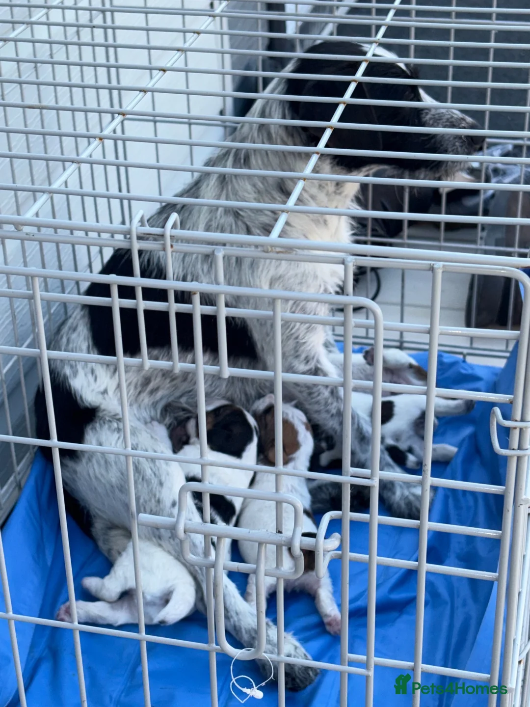 Mixed Breed dogs for sale: Jack Russell bitch  in Brentwood - Advert 5