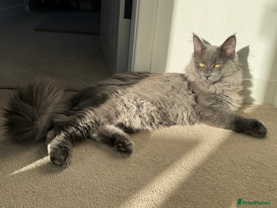 Maine Coon cats for sale: BlueSmoke Male Maine Coon🐾TICA Reg! ACTIVE!!  - Advert 2
