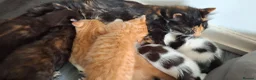 Mixed Breed cats for sale: Adorable kittens looking for loving homes - Advert 23