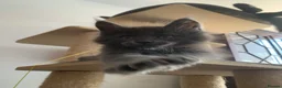Maine Coon cats for sale: Beautiful Maincoons from registered parents - Advert 21