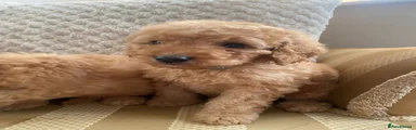 Cockapoo 1