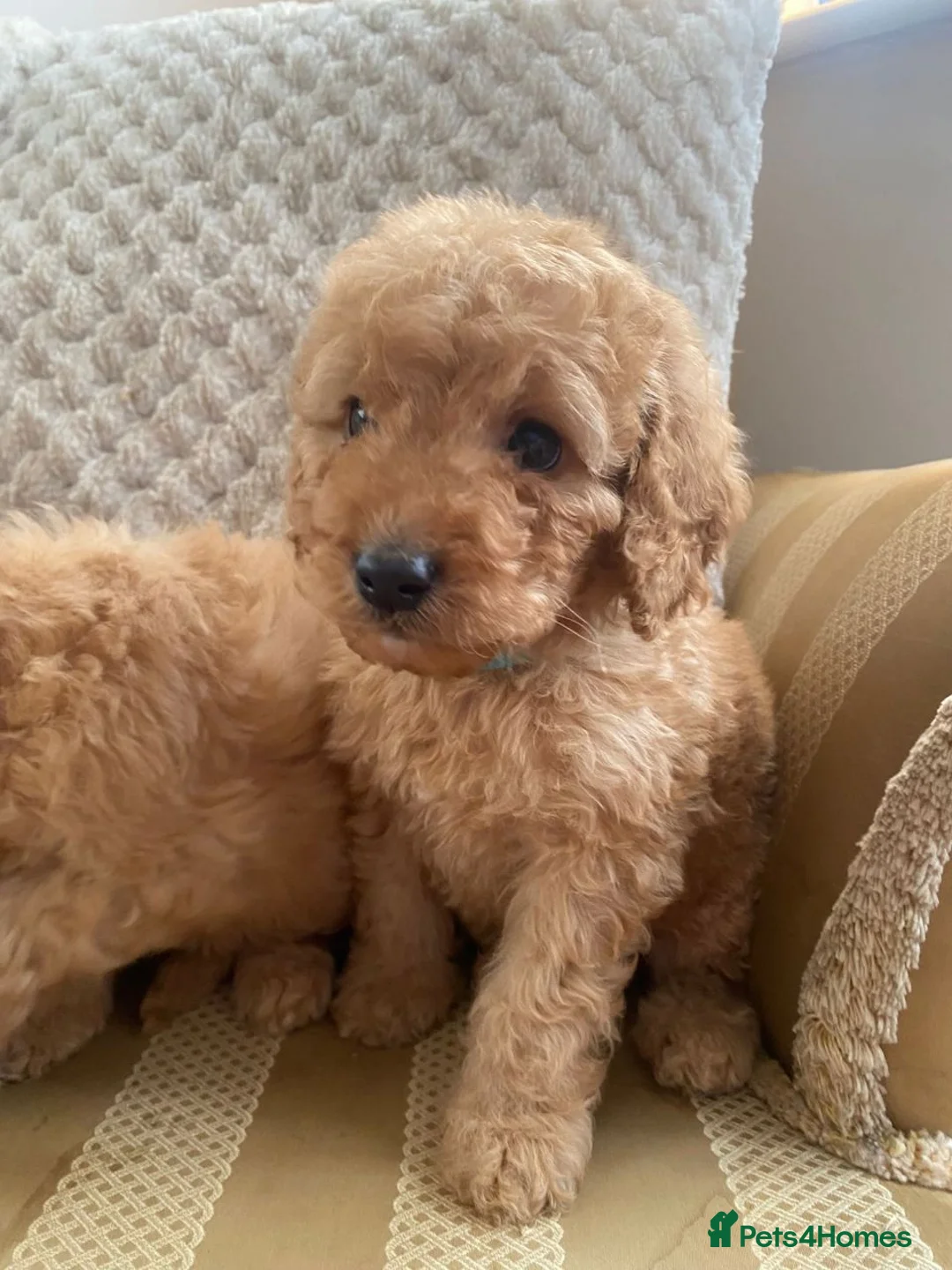 Cockapoo dogs for sale: Adorable Cockapoo Puppies in Chippenham - Advert 11