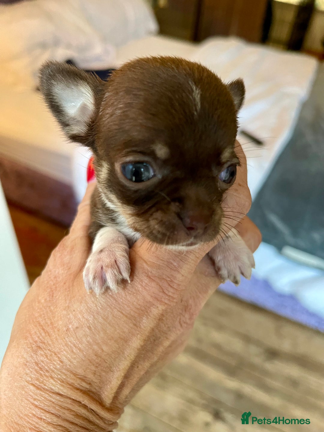Chihuahua dogs for sale: Stunning KC Chihuahua puppies 🇬🇧 bloodlines - Image 13