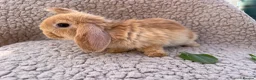 Mini Lop rabbits for sale: 5 beautiful mini lops for sale in Swindon - Advert 7