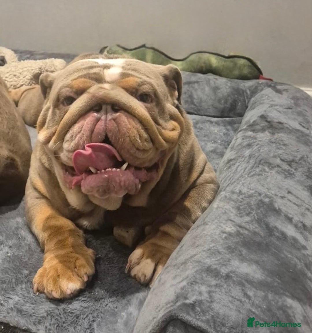 English Bulldog dogs for stud: FOR STUD 🔥Lilac tan tri english bulldog  in Wakefield - Advert 5