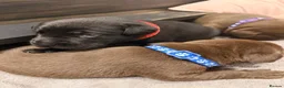 Labrador Retriever dogs for sale: Beautiful Chocolate & Black Labrador Puppies in Torquay - Advert 19