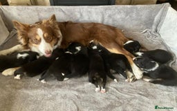 Border Collie dogs for sale: Border collie puppy - Image 3