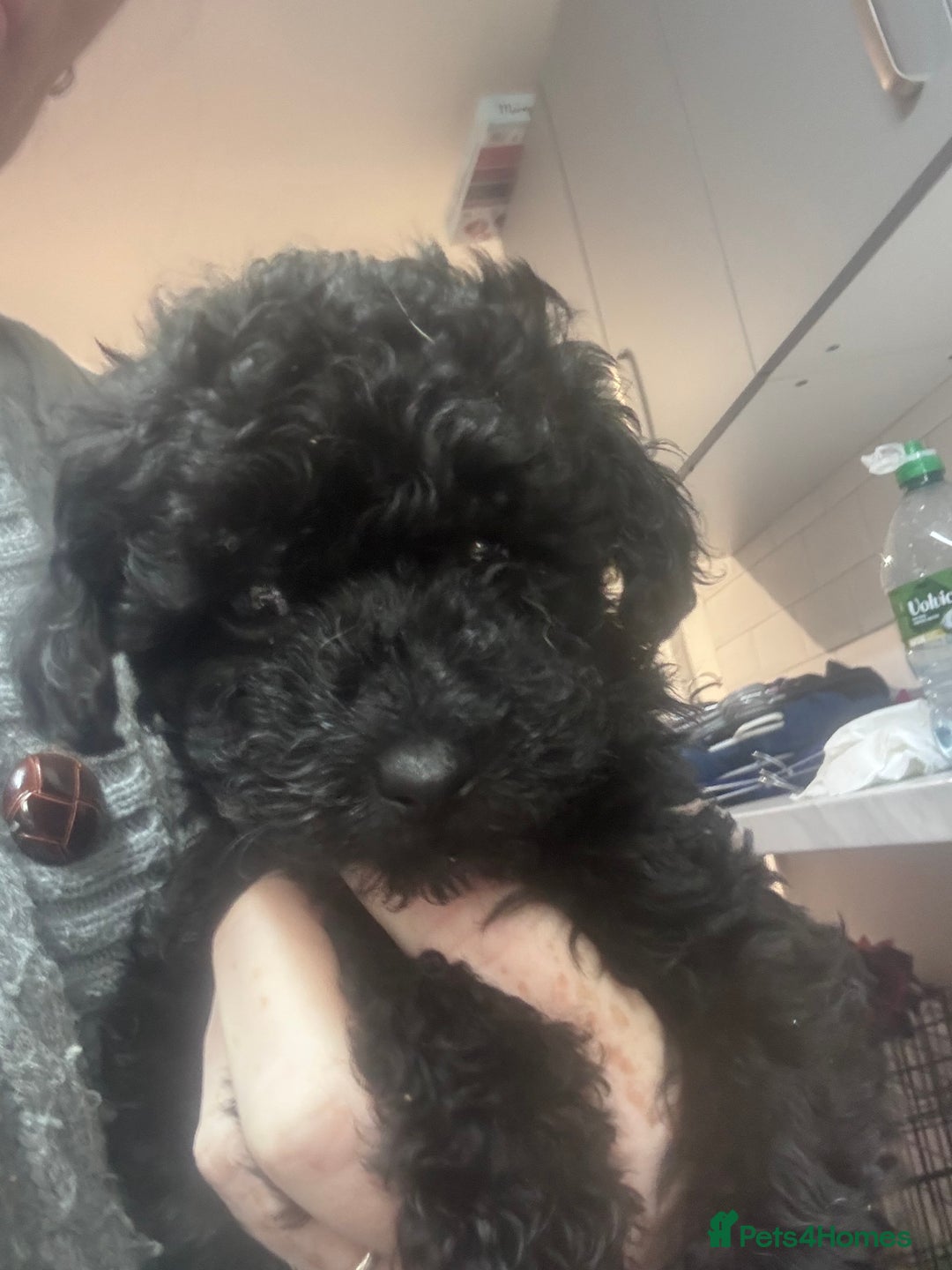 Yorkiepoo dogs for sale: 1 beautiful yorkiepoo ready to leave 🥰🥰 - Image 3