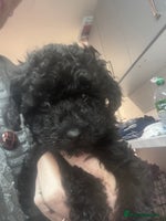 Yorkiepoo dogs - Advert 4