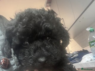 Yorkiepoo dogs - Advert 11