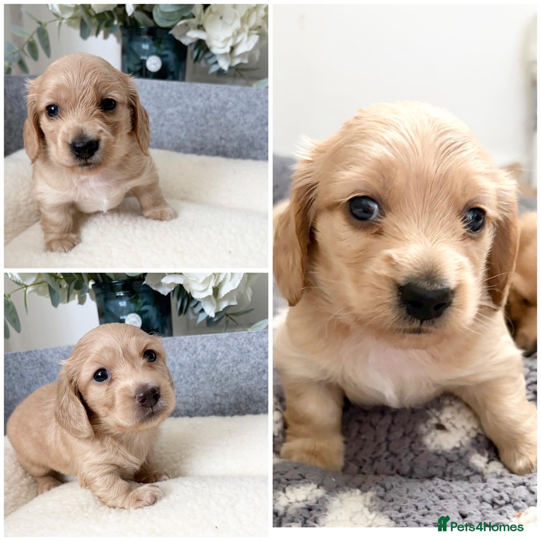 Miniature Dachshund dogs KC Reg, Health Tested Mini Longhaired Puppies  - Advert 1