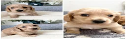 Miniature Dachshund dogs for sale: KC Reg, Health Tested Mini Longhaired Puppies  - Advert 3