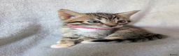 Mixed Breed cats for sale: Beautiful half Bengal kittens - Advert 15