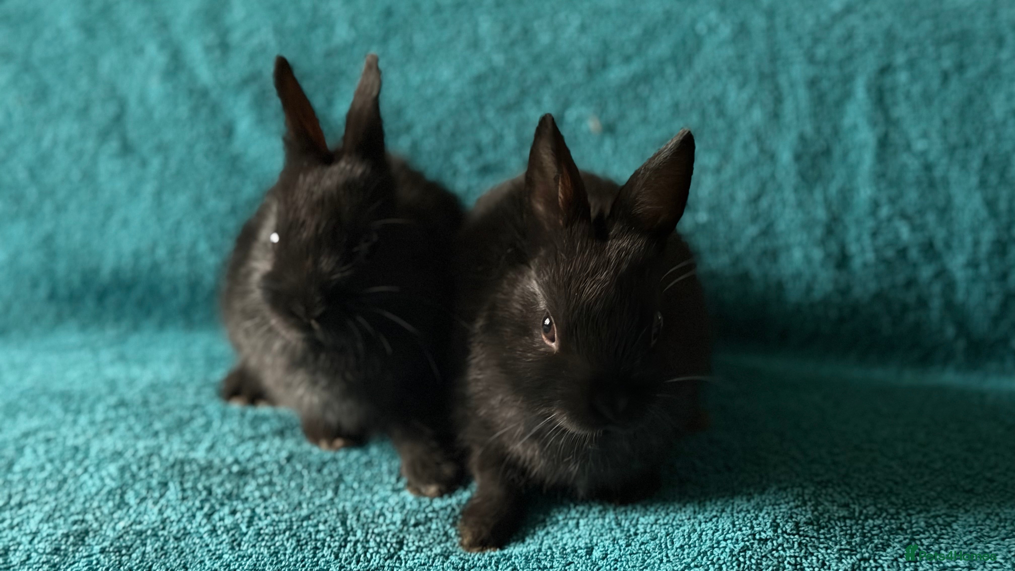 Netherland Dwarf rabbits Netherland Dwarf - Advert 2