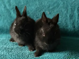 Netherland Dwarf rabbits Netherland Dwarf - Advert 3