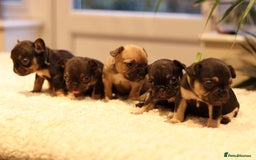 French Bulldog dogs for sale: Beautiful healthy full breed Frenchbulldog puppies - Image 12