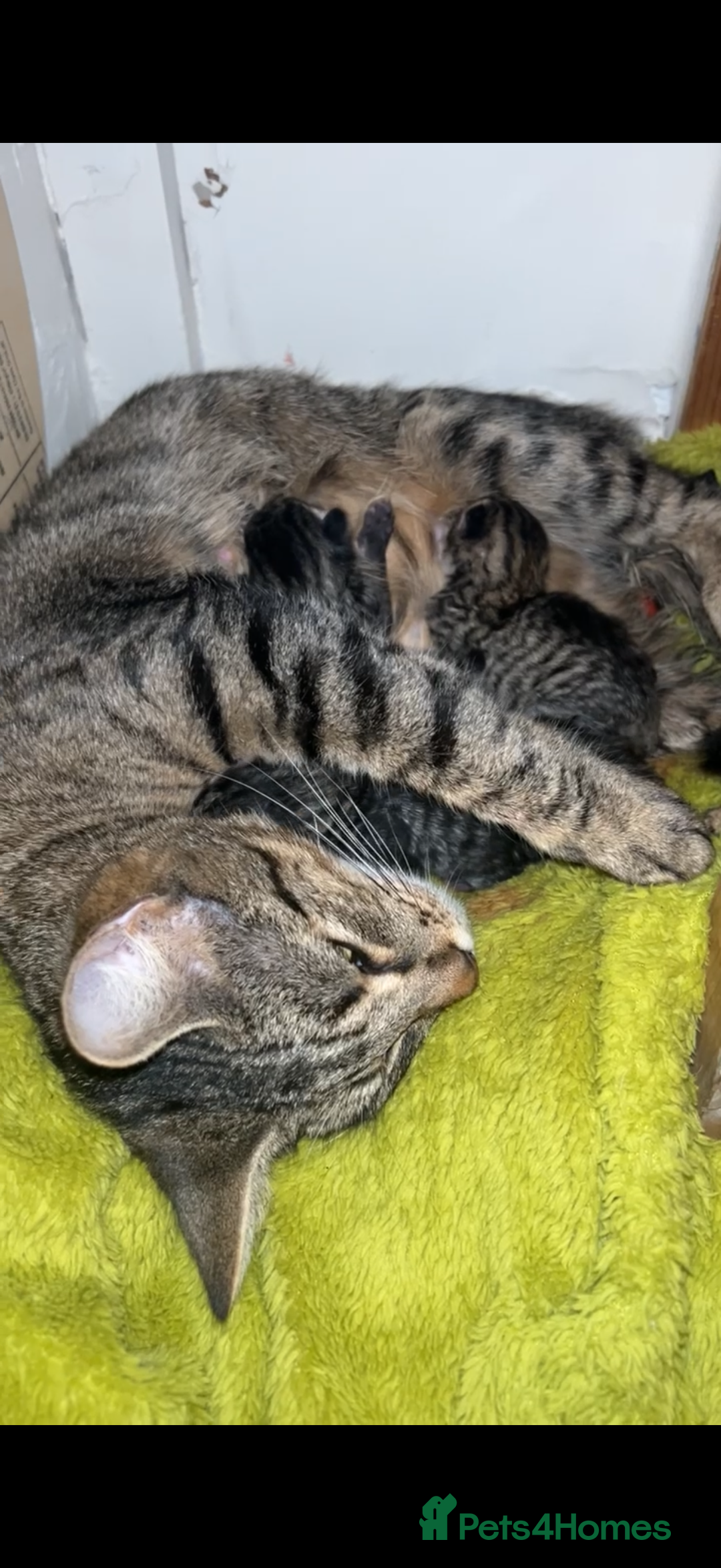 Domestic Shorthair cats for sale: Tabby Domestic Short Haired Kittens - Advert 2