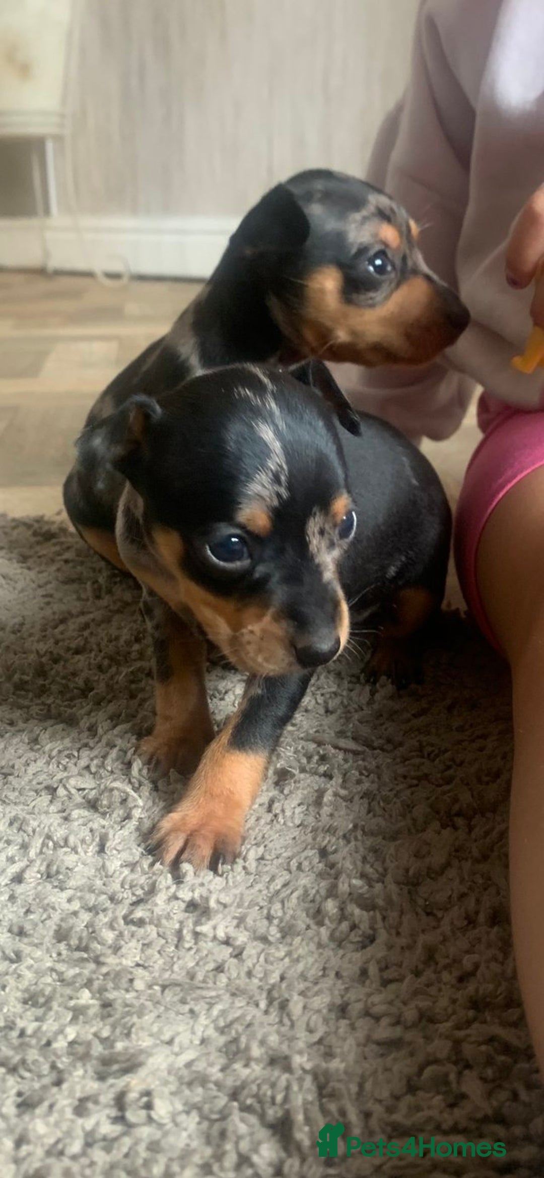 Miniature Pinscher dogs for sale: Extremely Rare  Black&Tan MERLE Min Pin Ready Now - Image 2