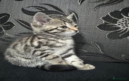 Bengal cats for sale: £150 fixed price for 5 kittens all together  - Image 2