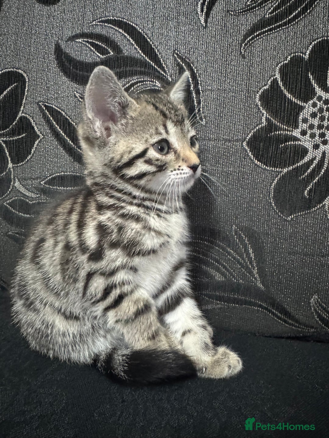 Bengal cats for sale: £150 fixed price for 5 kittens all together  - Image 2