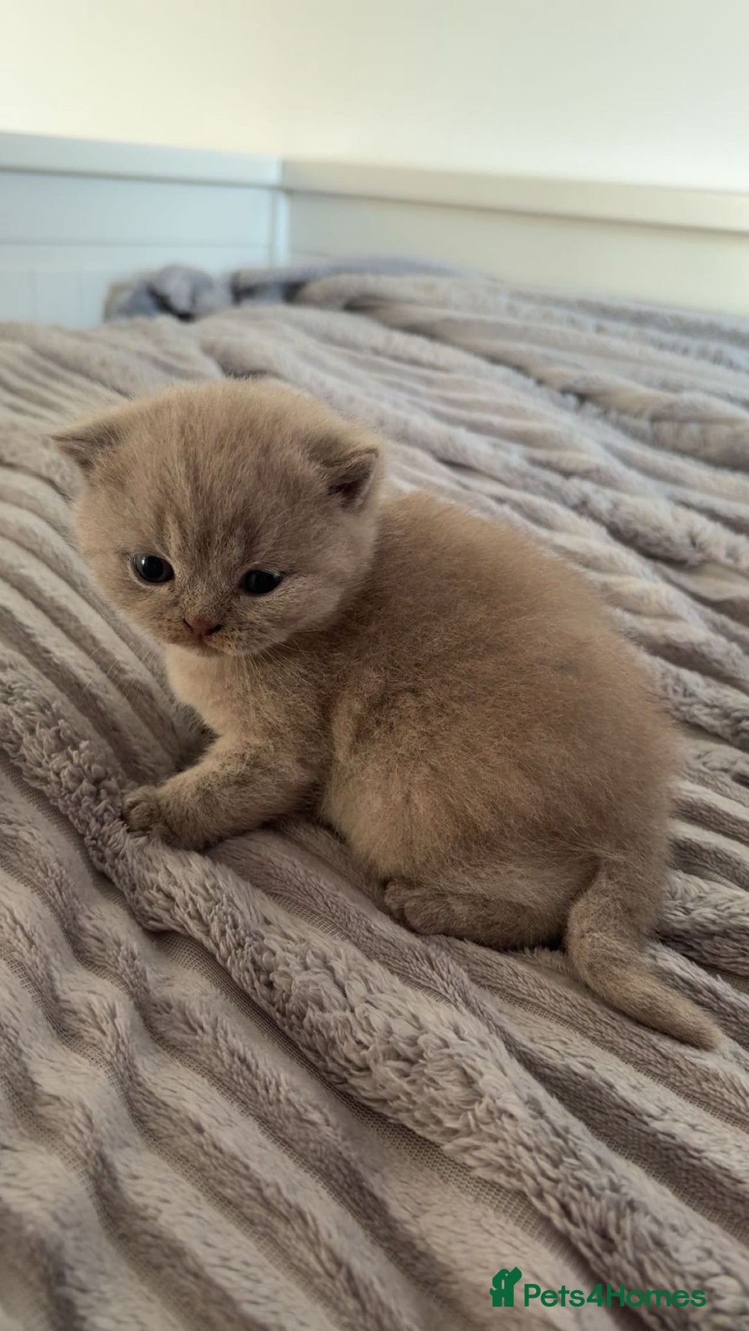 Scottish Fold cats for sale: Beautiful Scottish fold kittens  - Advert 3