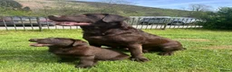 Labrador Retriever dogs for sale: RKC Registered Black Labrador Puppies in Llanwrtyd Wells - Advert 5