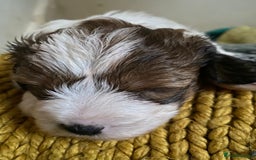 Mixed Breed dogs for sale: 2nd generation Yorkichons - Image 4