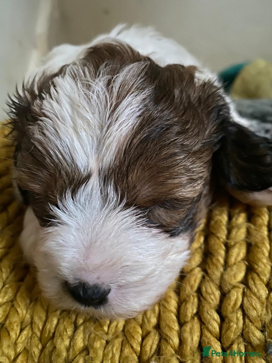 Mixed Breed dogs for sale: 2nd generation Yorkichons - Image 4