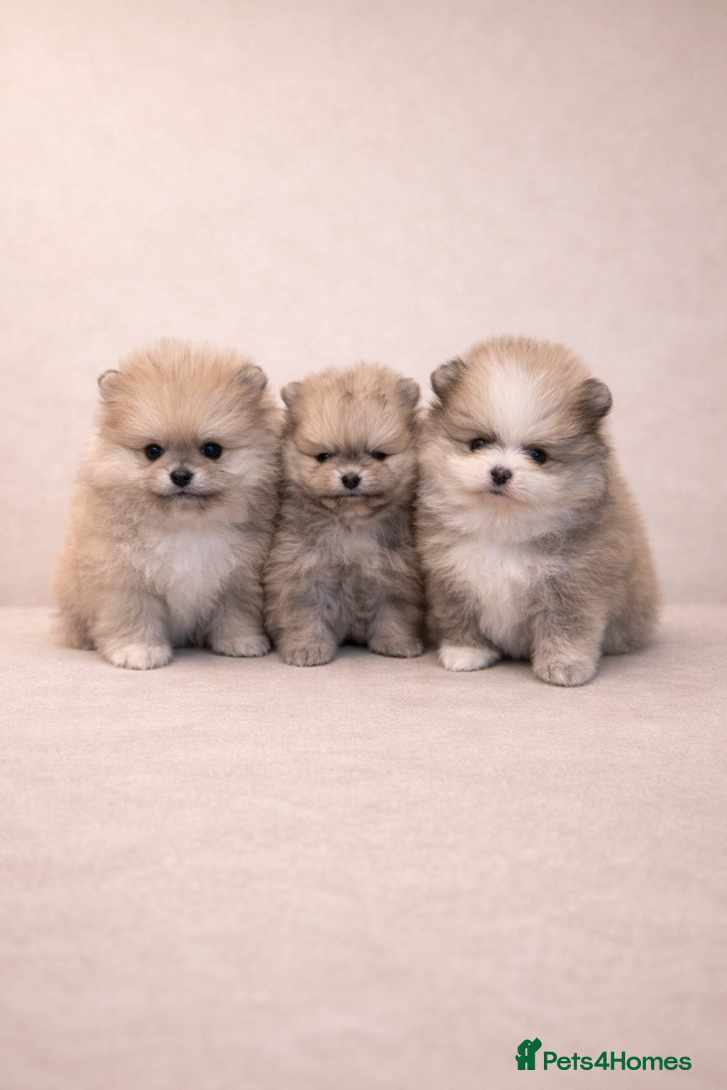 Pomeranian dogs KC Pomeranian puppies, stunning quality 💫 - Advert 3