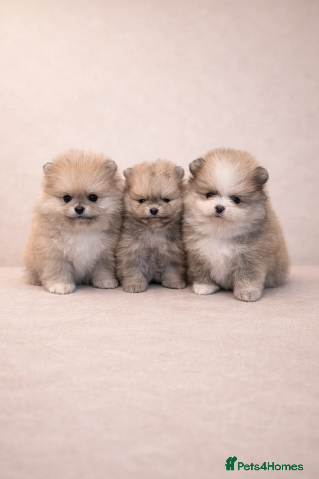 Pomeranian dogs for sale: KC Pomeranian puppies, stunning quality 💫 in Wakefield - Advert 1