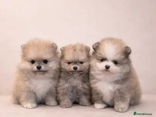 Pomeranian dogs KC Pomeranian puppies, stunning quality 💫 - Advert 3