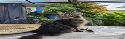 Maine Coon cats for sale: XL stunning maine coon kittens - Advert 13