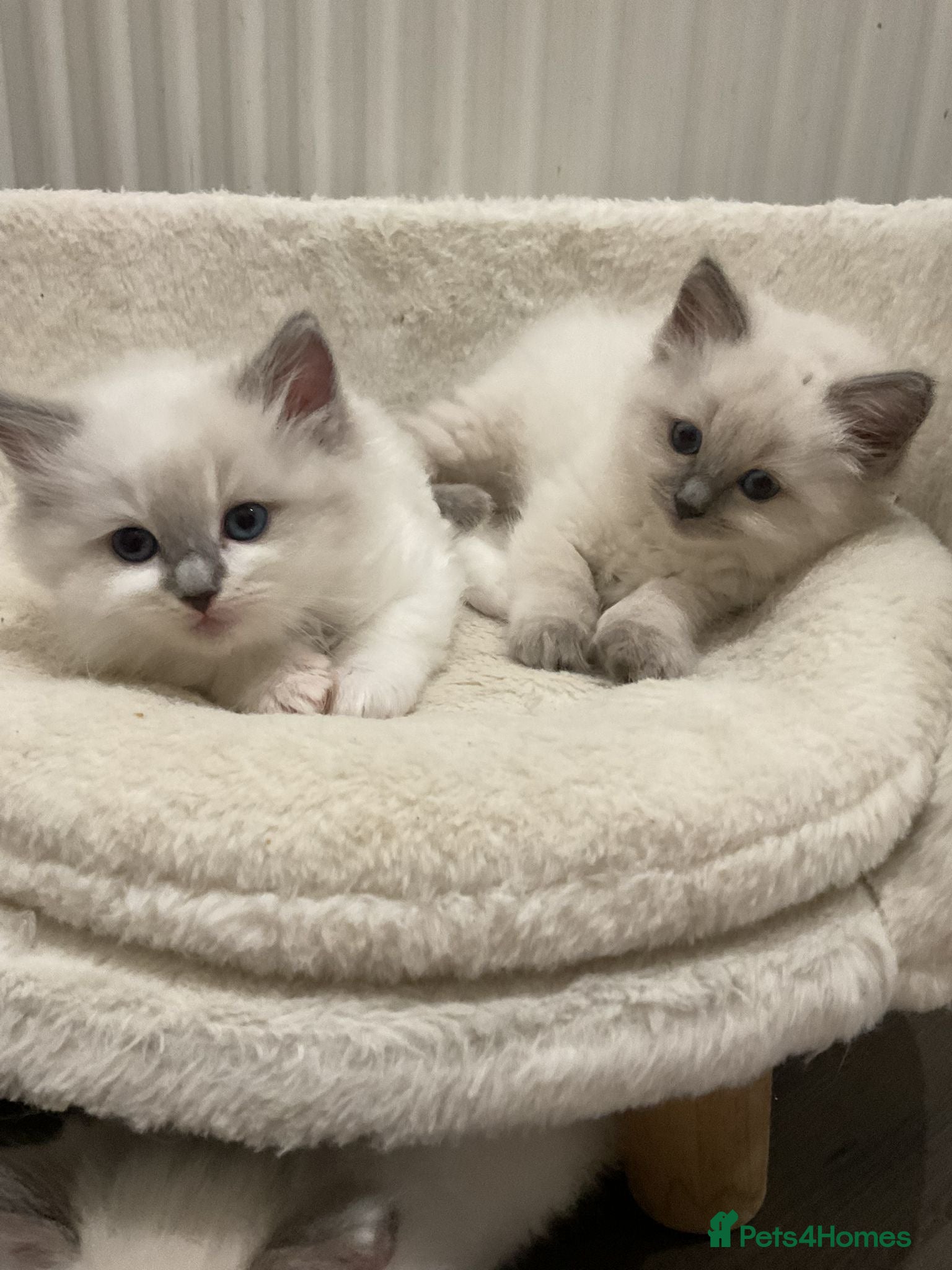 Ragdoll cats BEAUTIFUL RAGDOLLS 2X GIRLS 3 BOYS  - Advert 3