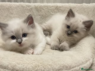 Ragdoll cats BEAUTIFUL RAGDOLLS 2X GIRLS 3 BOYS - Advert 1