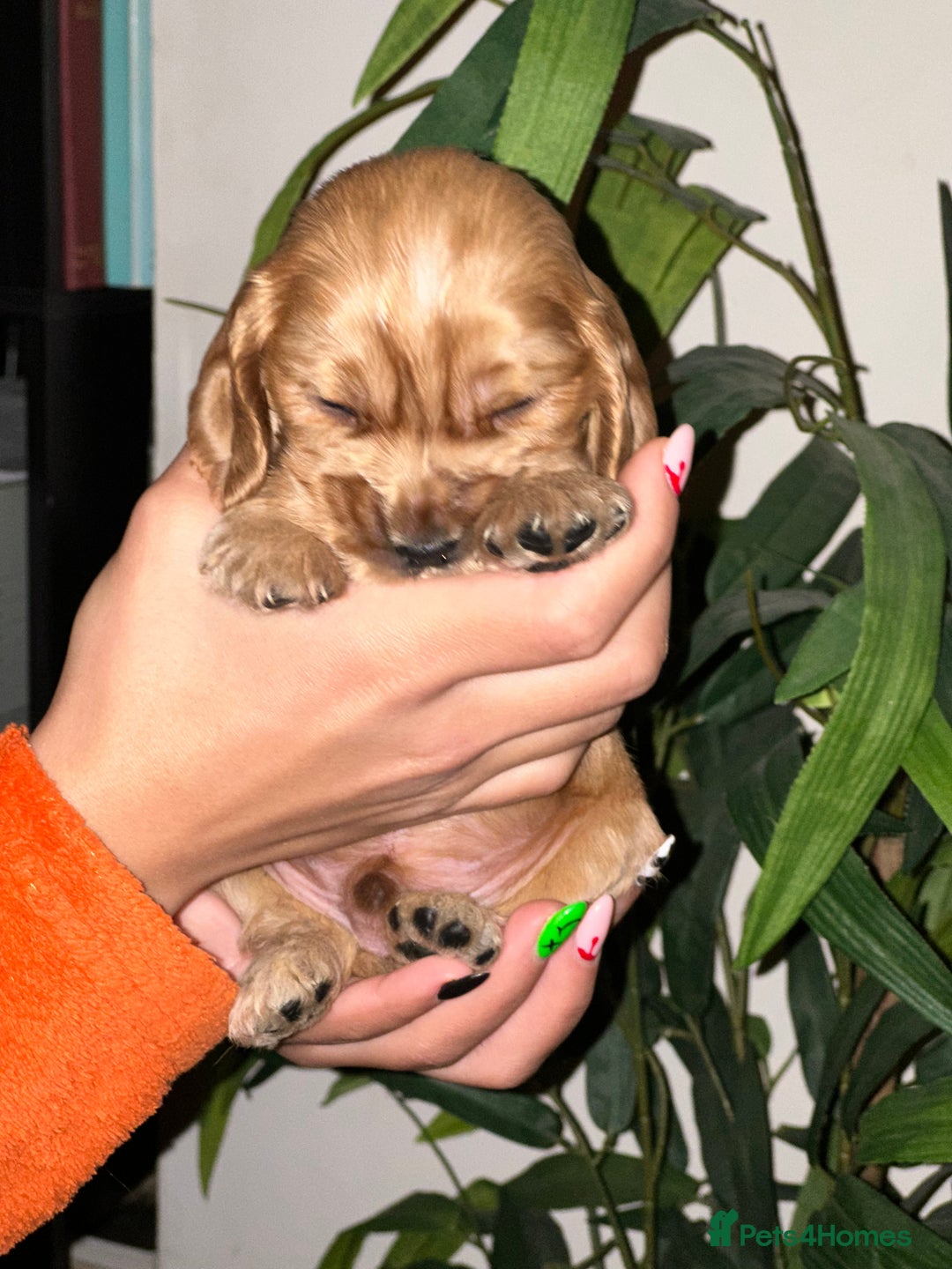 Cocker Spaniel dogs for sale: KC Stunning Golden Show-Type Cocker Spaniel  - Advert 16