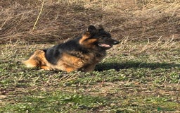 German Shepherd dogs for stud: Herman Kennel Club registered GSD-stud in Doncaster - Image 23