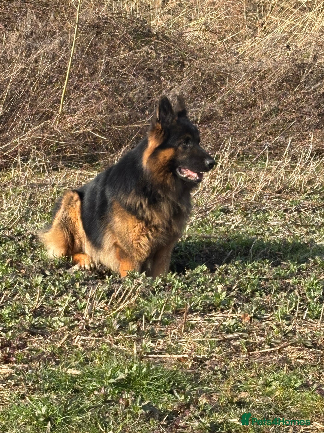 German Shepherd dogs for stud: Herman Kennel Club registered GSD-stud in Doncaster - Image 23