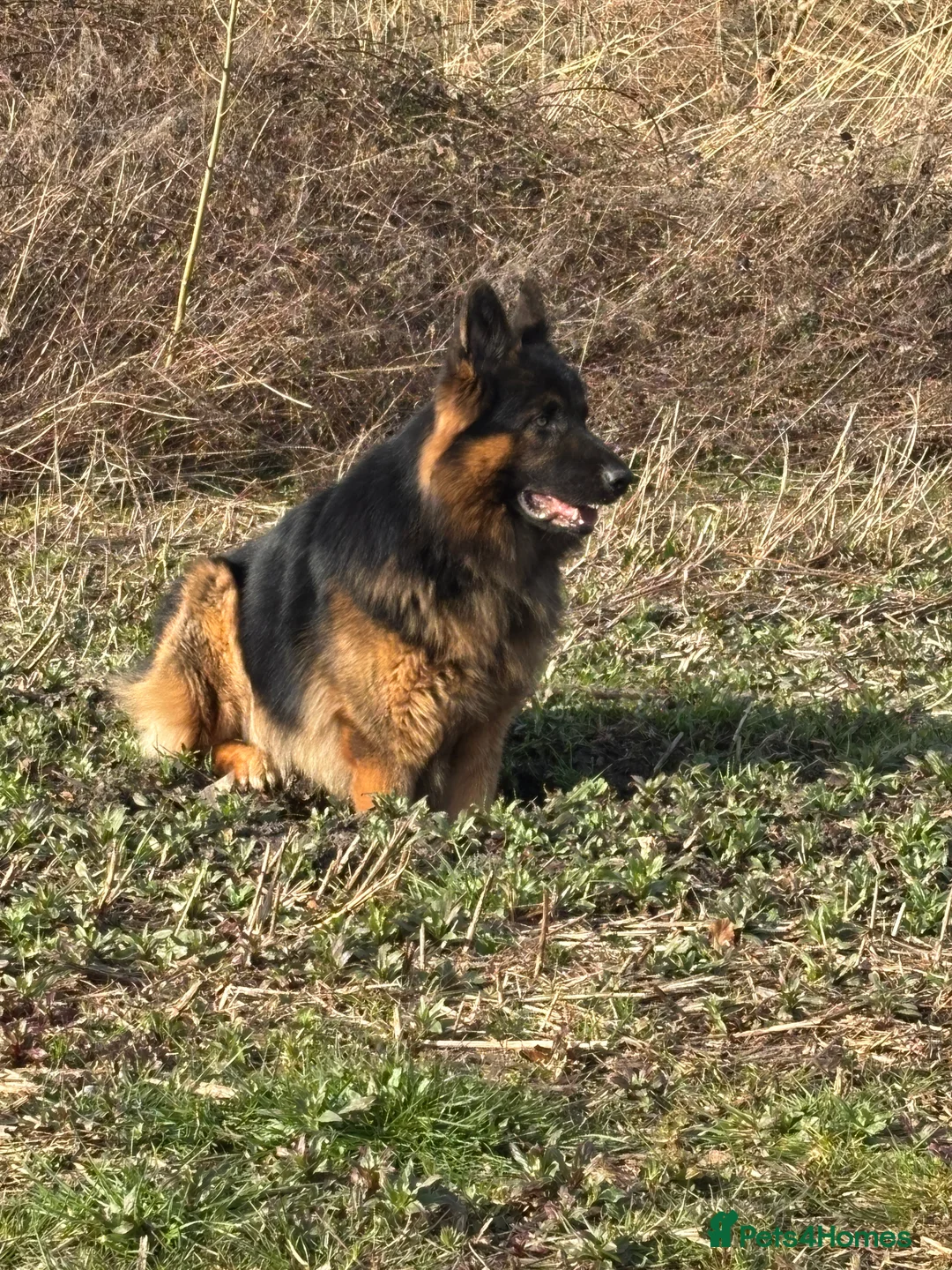 German Shepherd dogs for stud: Herman Kennel Club registered GSD-stud in Doncaster - Advert 23